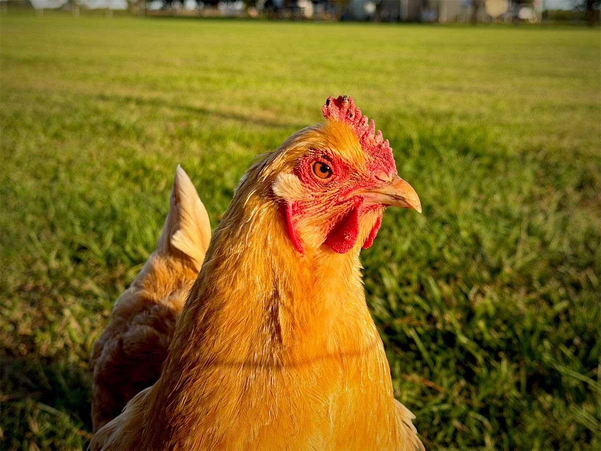 One of our buff hens in the evening sun on the pasture