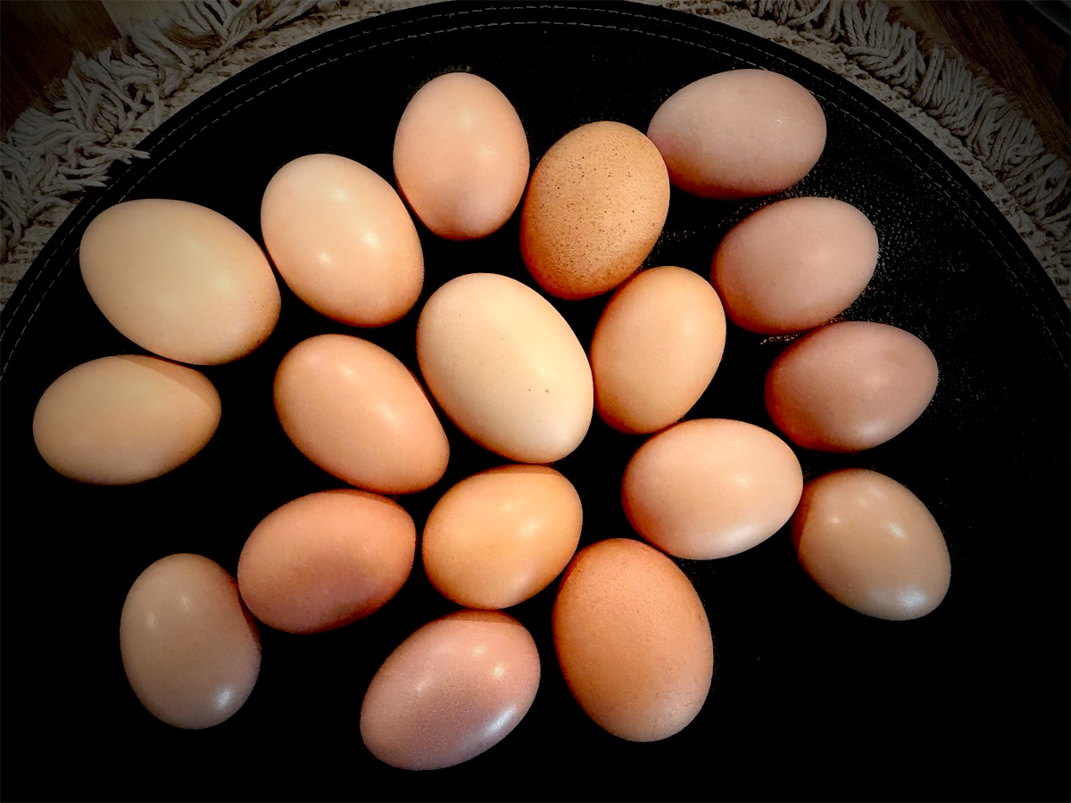 Twenty brown eggs from the farm, a week&rsquo;s gathering from our hens