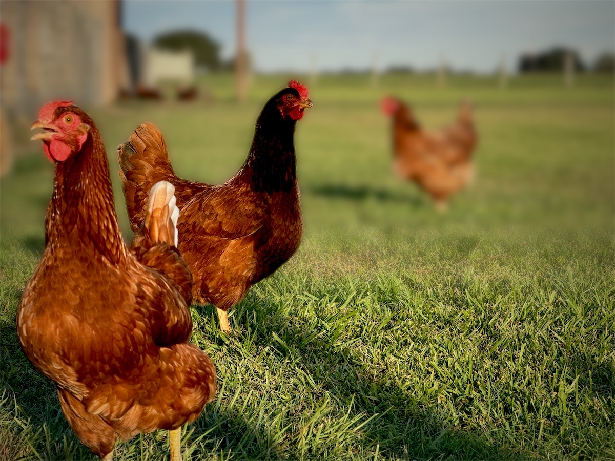 Three of our red hens out on the pasture